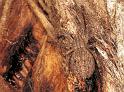 ZZ_ZZ133_F1652_Z_90_Halls Gap_Australie